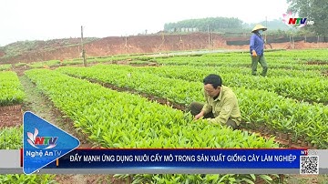 Đẩy mạnh ứng dụng nuôi cấy mô trong sản xuất giống cây lâm nghiệp