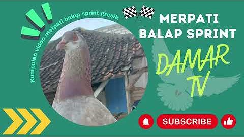 Galatama Merpati Balap Sprint Selekda LJB 2025 - 700M Lap Kacak - DAMAR TV