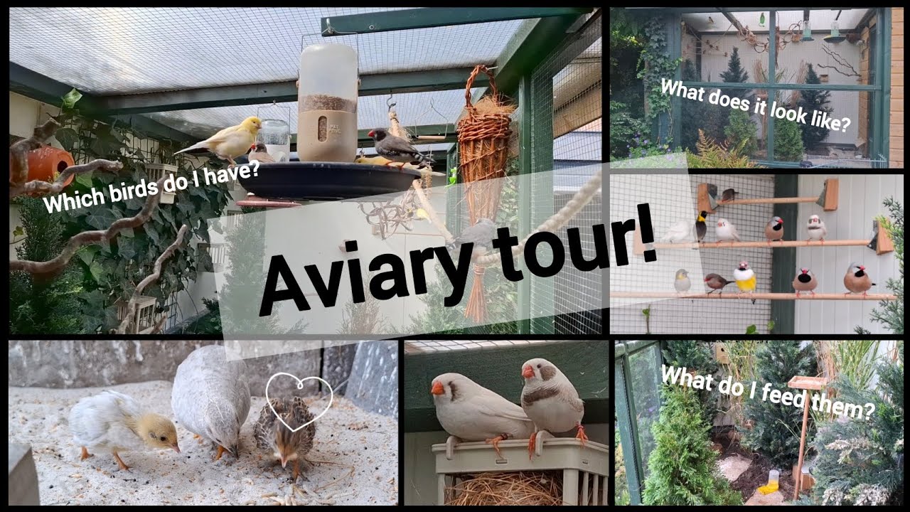 Aviary tour!! I will show you my 2 aviaries!🥰 - YouTube