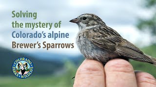 Colorado's Alpine Brewer's Sparrows
