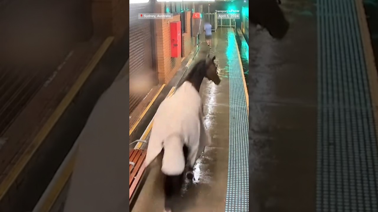 An escaped horse runs loose at a train station