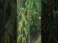 Dieser Trick der Großeltern rettet Ihre Ernte | Garten-Hacks #blattläuse #garten #herbstanfang