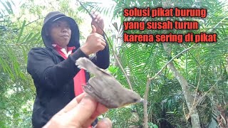 cara pikat burung kecil yang susah turun atau sudah jaruh