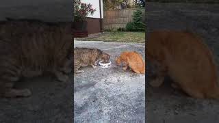 My cats eating together by kotomaniak 120 views 10 months ago 4 minutes, 59 seconds