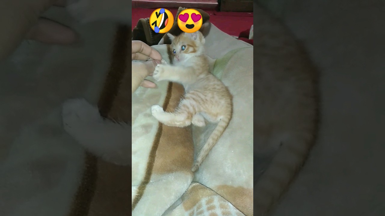 Cute baby cat Playing with Her Owner 😻 Funniest kitten 😺#catsofyoutube #catcontent #catloversunite
