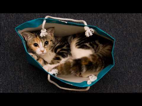 Absofacto - Cat Out of the Bag