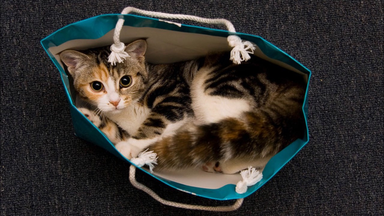 Absofacto - Cat Out of the Bag