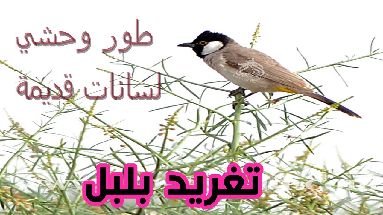 تغريد بلبل طور وحشي لسانات قديمة لتخريج البلابل
