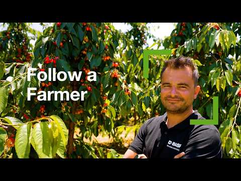 Follow a Farmer S1E3 | Nikos Theodorou | The Cherry Colour Turning Stage 🍒