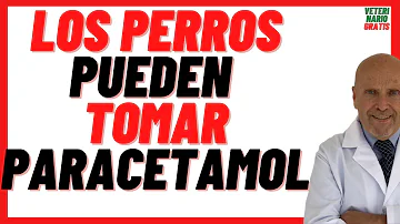 ¿Pueden los perros tomar paracetamol para el dolor?