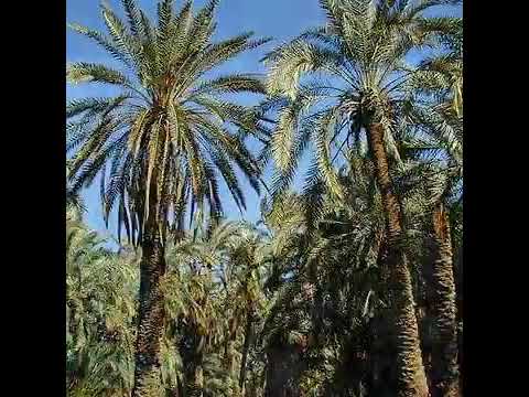 الوادي الجديد بلد السحر والجمال بلدي وافتخر