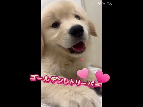 【ひごペットフレンドリー】大きな足がたまらん・・・!ゴールデンレトリーバー【和歌山】