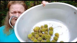 Making A Sweetgum Tincture screenshot 3