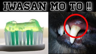 Paano alagaan ang ngipin ng aso | (Dental Health)