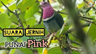 Suara Burung Punai Pink ( walik Ungu ) Jernih dan Ampuh