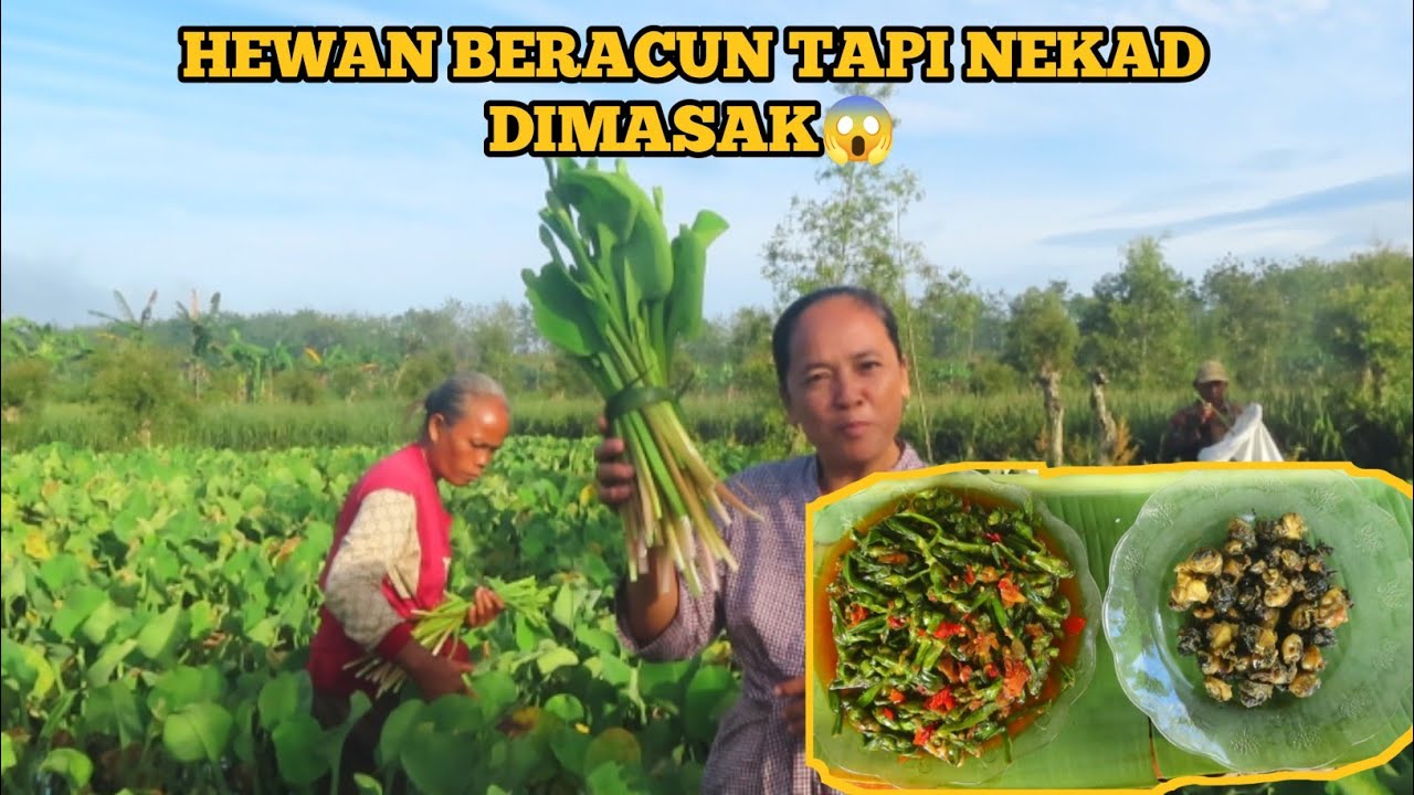 KEBUN GENJER TIAP HARI PANEN|| KALI INI MASAK BUNGANYA AJAH