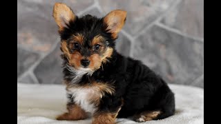 Yorkshire Terrier Puppies for Sale