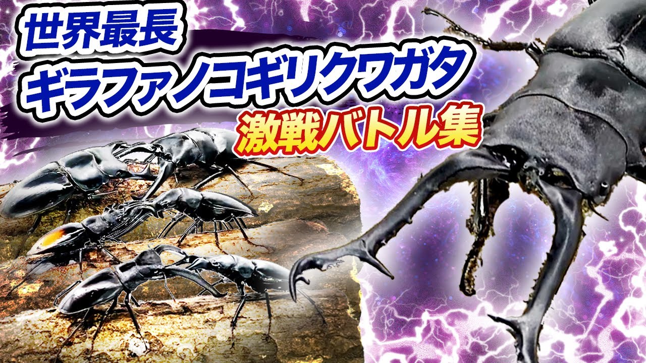 どっちが強い!?】世界最長ギラファノコギリクワガタの激戦バトル集