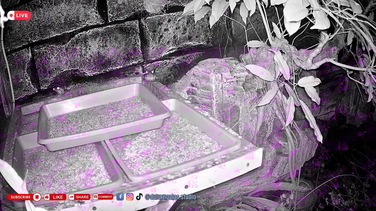 Kandang Burung Online