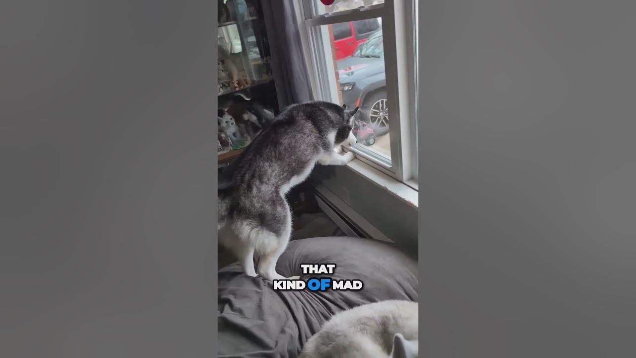 Squirrel Chasing Dog Protects Home From Critter Invasion YouTube squirrel-chasing-dog-protects-home-from-critter-invasion-youtube