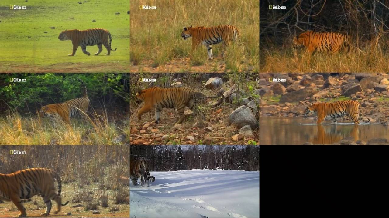 Discovering the behavior of articulated object classes (CVPR 2015) - tigers walking