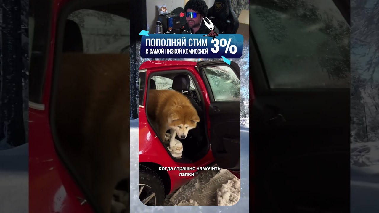 Не акитское дело лапами по холодному снегу!😂| twitch.tv/neonpsh - розыгрыши и турниры каждый месяц!