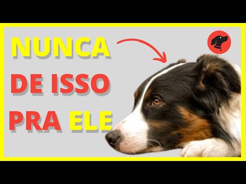 Vídeo: 10 alimentos humanos que são perigosos para cães