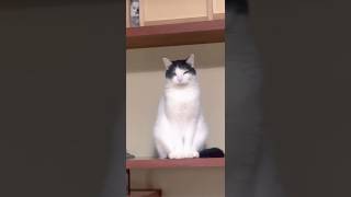 置物化した我が家の猫🐈 #ショート #ねこ #猫 #猫のいる暮らし #おもしろ動画 #お笑い