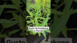 Bili kayong seed sa amazon ng kangkong😍😍#shorts #amazing #farming