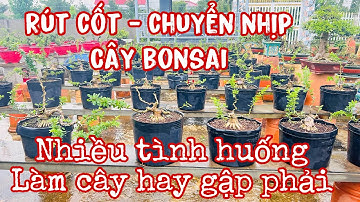 rút cốt cây bonsai - kỷ thuật chăm sóc cây kiểng bonsai qua từng giai đoạn