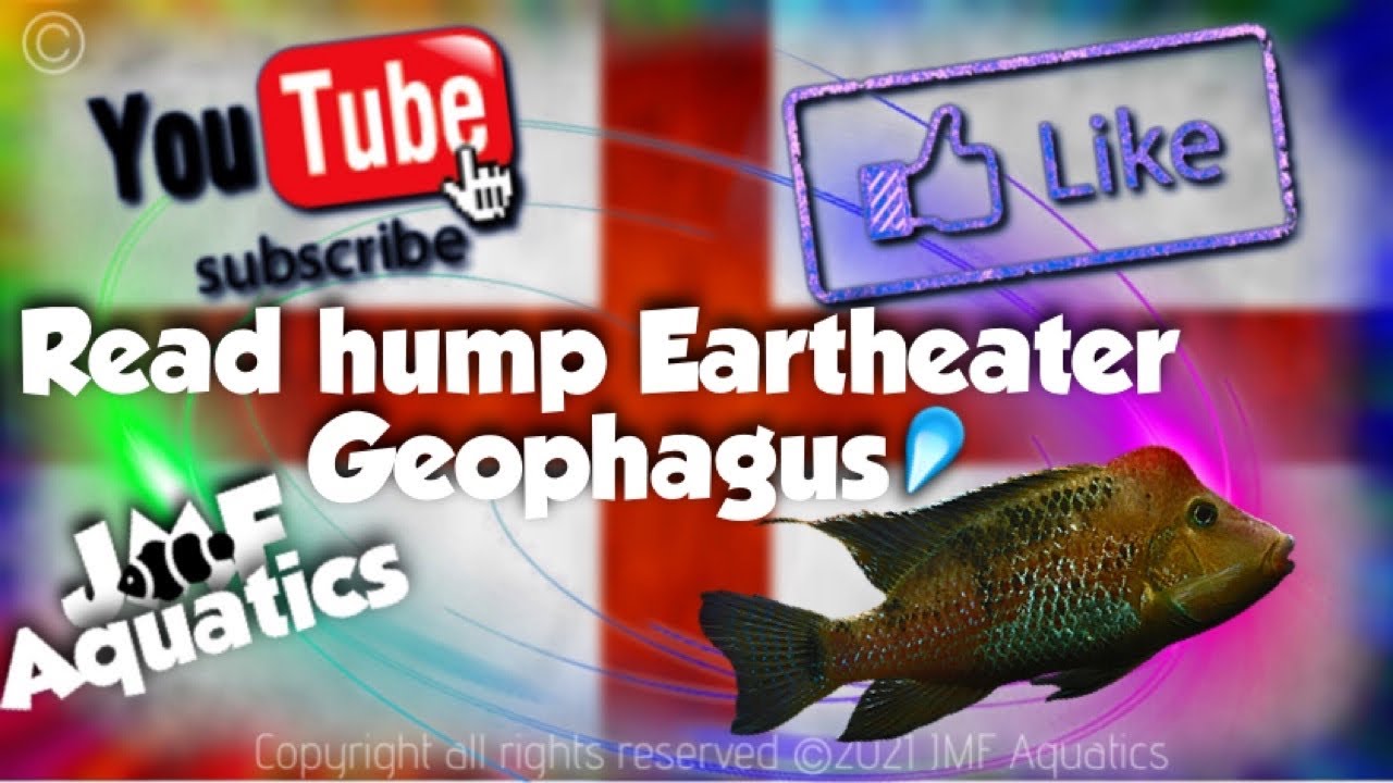 Red Hump Eartheater, Geophagus
