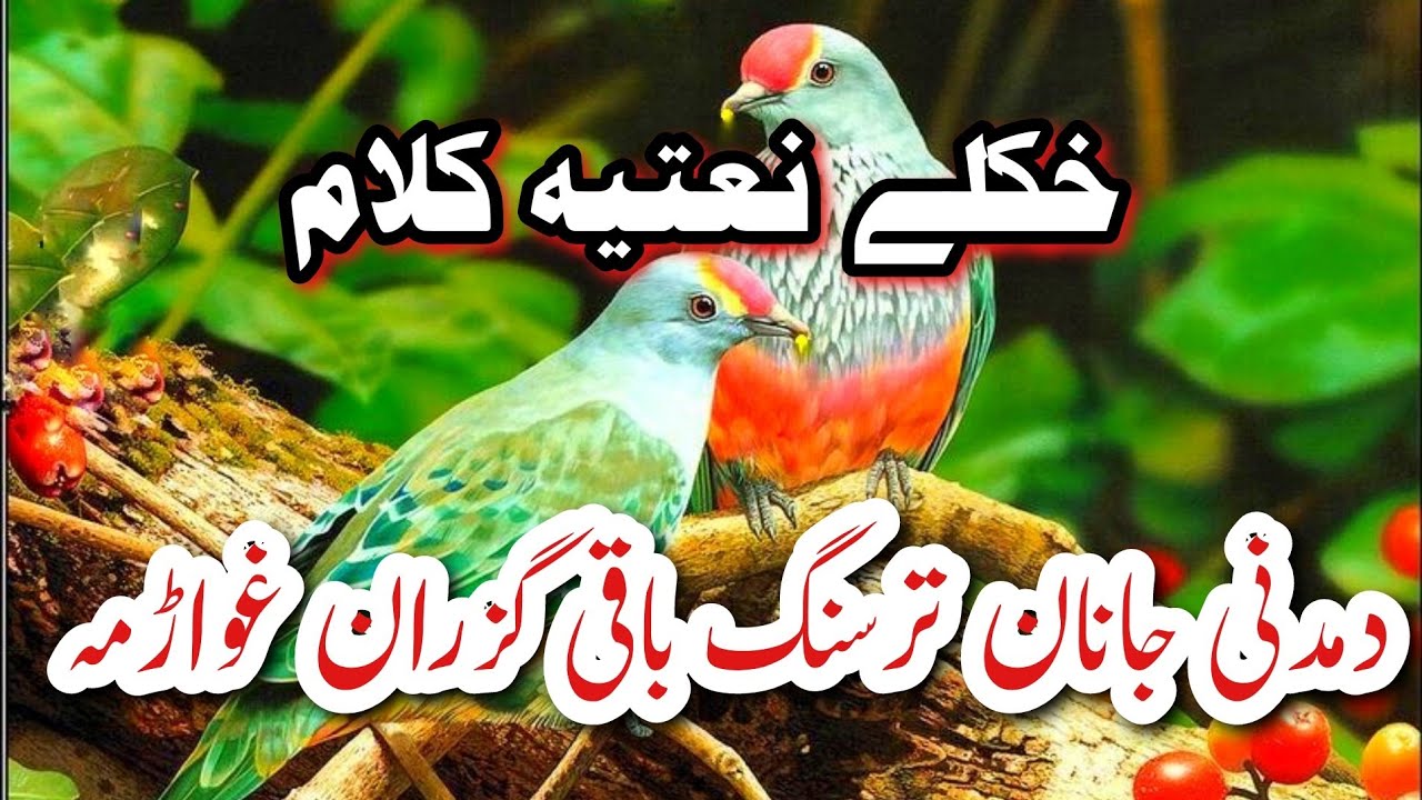 Pashto Naat 2023 New Pashto Naat 2023 Pashto Naat 2023 New 