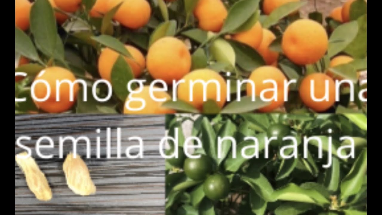 Cómo germinar una semilla de naranja - YouTube