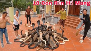 5 Video Cuộc Gọi Khẩn Cấp Của Người Dân Phát Hiện 18 Con Rắn Hổ Mang Bò Vào Trong Miếu
