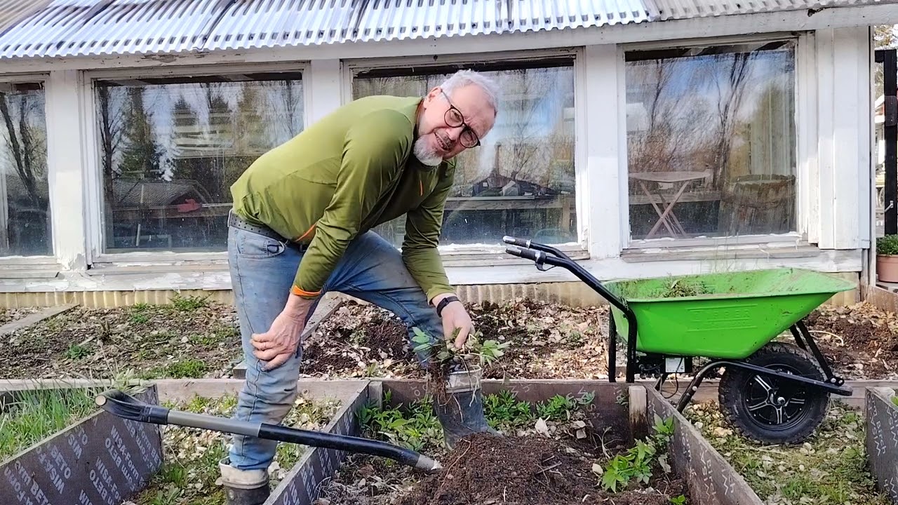 Nyt rikkaruohojen kimppuun. Hyvää komposti ainesta Voikukista.