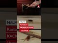Kvinna kastade in kackerlackor genom brevinkast hos barnfamilj
