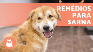 12 REMÉDIOS CASEIROS para SARNA em CACHORROS 🐶✅