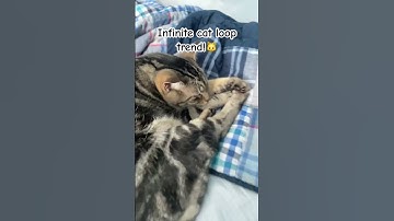 Infinite Cat loop trend!🐱#loopanimation #kitty #cat #catnap