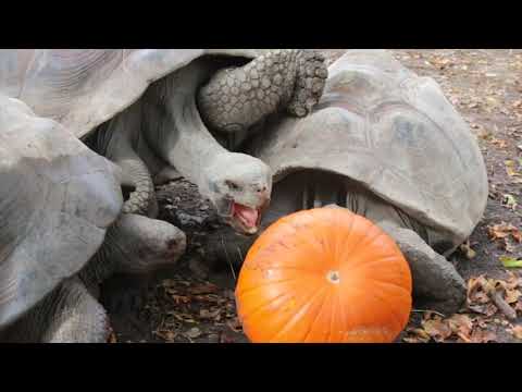 როგორ აღნიშნეს ჰელოუინი ზოოპარკის ბინადრებმა