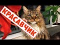 Котята мейн куны, Красота и Харизма. История 41