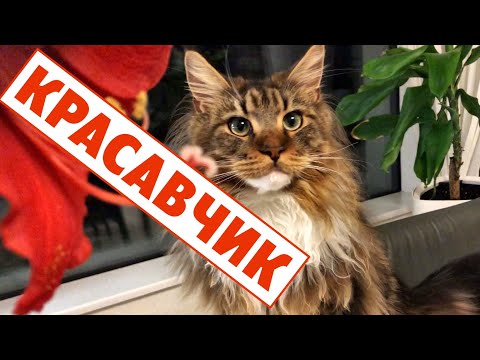 Video: Kodėl Katės Miega Prie Kojų