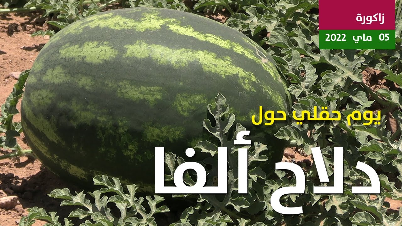 مرة أخرة دلاح ألفا يحقق التميز وهذه شهادة المزارعين - YouTube
