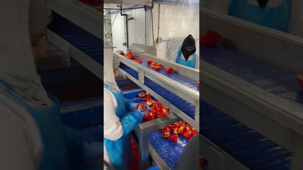 Vegetables Processing & Washing  Line