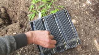 Cannabis Cultivation: Planting and Transplanting Marijuana Clones