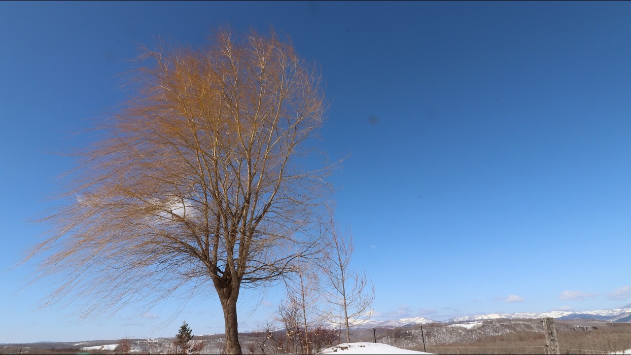 Verdi:Imponete(Now command me),Traviata(1927).Amelita Galli-Curci(sopr), De Luca(bar).