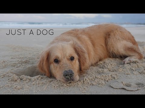 Just A Dog | Author Unknown