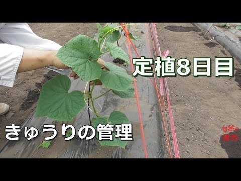 【きゅうり】きゅうりの管理  定植8日目　2020/6/26