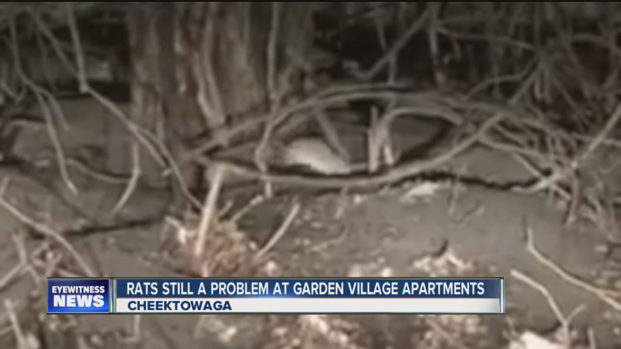 What S Next For The Rat Infestation At The Garden Village