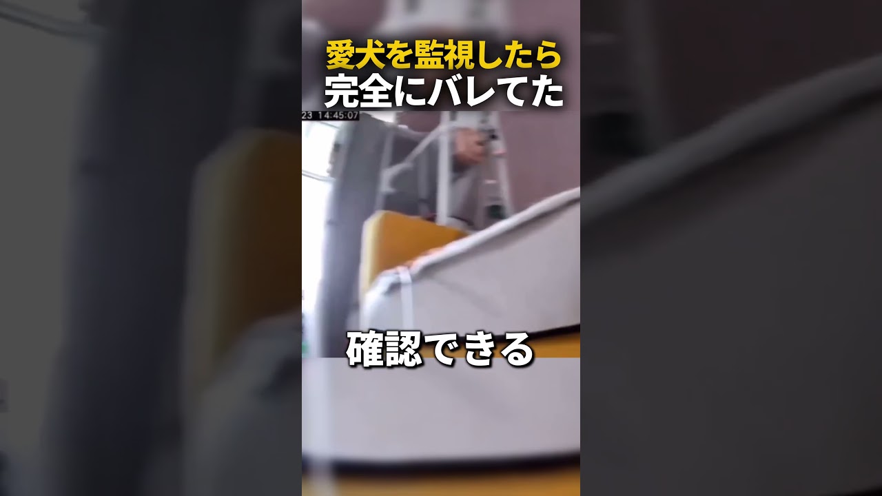 愛犬を監視してたら完全にバレてた