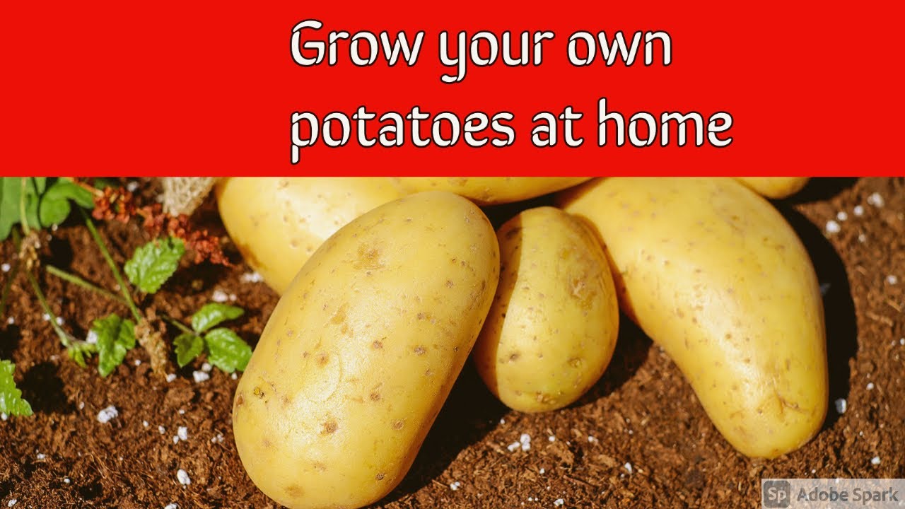 how to grow potatoes at home without seeds YouTube